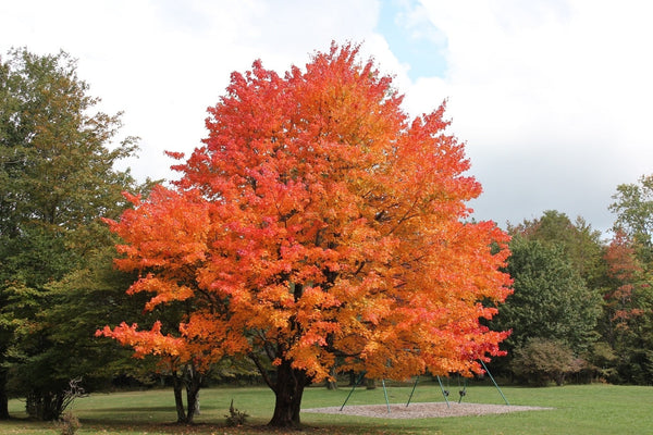 Choosing Your Wood: Walnut, Cherry, or Maple