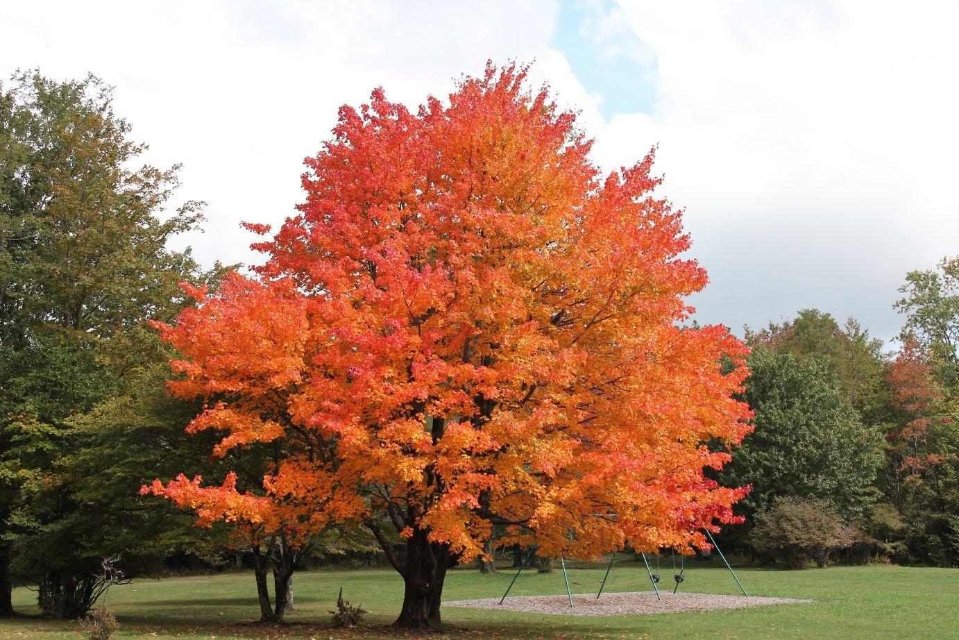 Choosing Your Wood: Walnut, Cherry, or Maple