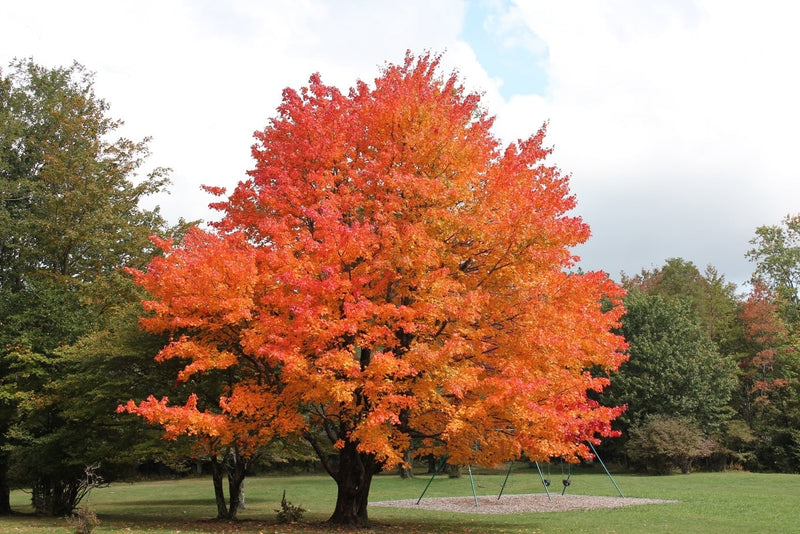 Choosing Your Wood: Walnut, Cherry, or Maple