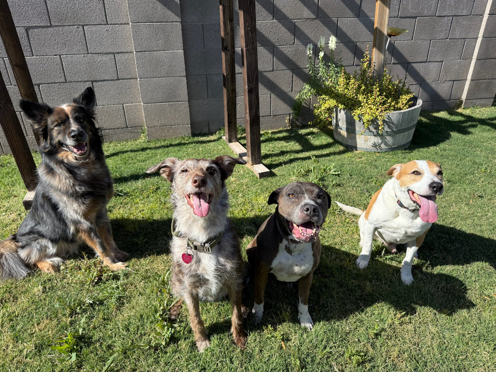 Shop Dogs